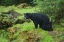 Picture of AK, INSIDE PASSAGE BLACK BEAR MOTHER AND CUB