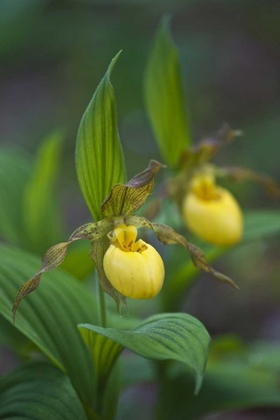 Picture of NORTH CAROLINA YELLOW LADYS SLIPPER FLOWERS