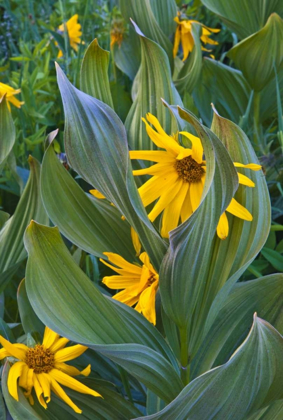Picture of CO, CRESTED BUTTE CORN LILIES AND SUNFLOWERS