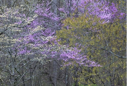 Picture of NC, GREAT SMOKY MTS DOGWOOD AND REDBUD TREES