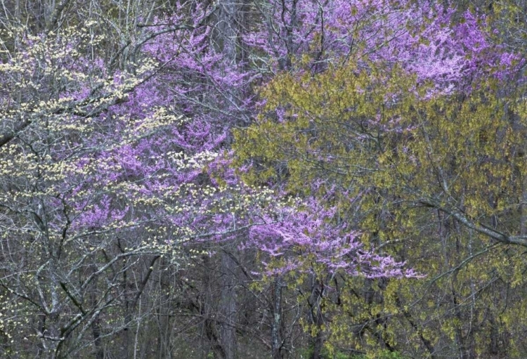 Picture of NC, GREAT SMOKY MTS DOGWOOD AND REDBUD TREES