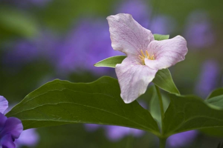 Picture of NC, GREAT SMOKY MTS WHITE TRILLIUM IN SPRING