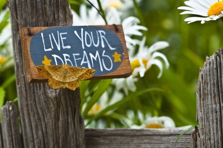 Picture of MOTH ON GARDEN SIGN WITH DAISIES IN BACKGROUND