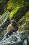 Picture of USA, ALASKA YOUNG GRIZZLY BEAR ON ROCKY SLOPE