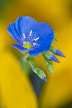 Picture of USA, COLORADO CLOSE-UP OF CRANESBILL GERANIUM