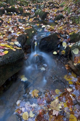 Picture of USA, MAINE, ACADIA NP FALLEN LEAVES ON STREAM