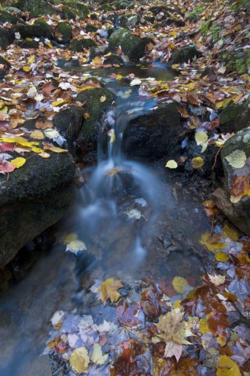 Picture of USA, MAINE, ACADIA NP FALLEN LEAVES ON STREAM