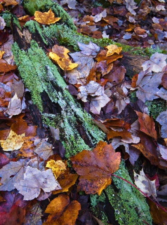 Picture of FALLEN LEAVES AND LICHEN LOG, ACADIA NP, MAINE