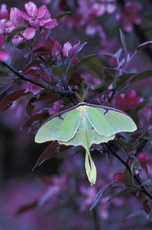 Picture of USA, PENNSYLVANIA LUNA MOTH ON CRABAPPLE TREE