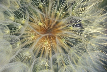 Picture of USA, PENNSYLVANIA DANDELION SEEDHEAD CLOSE-UP