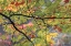 Picture of USA, PENNSYLVANIA TREE BRANCH IN AUTUMN LIGHT
