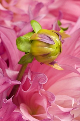 Picture of OREGON, SWAN ISLAND, BUD SPROUTING FROM DAHLIA
