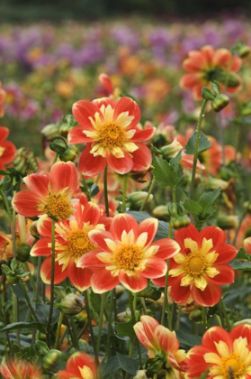 Picture of OREGON FIELD OF DAHLIA FLOWERS ON SWAN ISLAND