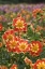 Picture of OREGON FIELD OF DAHLIA FLOWERS ON SWAN ISLAND