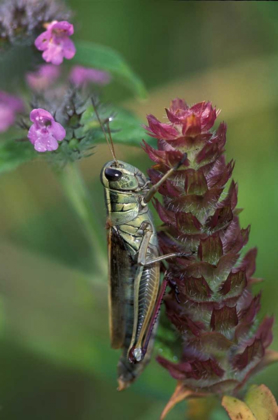 Picture of PENNSYLVANIA CLOSE-UP OF GRASSHOPPER ON PLANT
