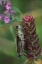 Picture of PENNSYLVANIA CLOSE-UP OF GRASSHOPPER ON PLANT