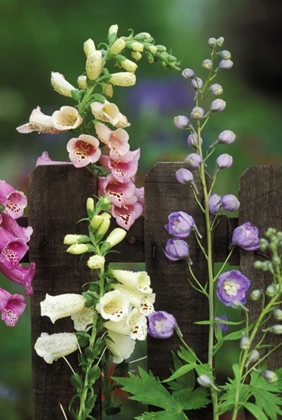 Picture of PENNSYLVANIA FOXGLOVE AND DELPHINIUM ON FENCE
