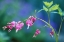 Picture of PENNSYLVANIA BLEEDING HEART FLOWERS IN GARDEN