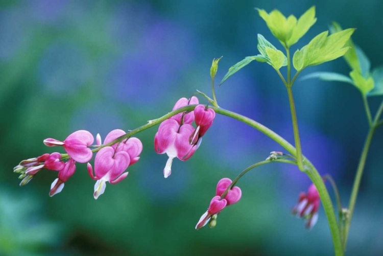 Picture of PENNSYLVANIA BLEEDING HEART FLOWERS IN GARDEN