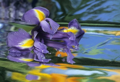 Picture of PENNSYLVANIA IRIS ON MYLAR REFLECTIVE SURFACE