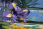 Picture of PENNSYLVANIA IRIS ON MYLAR REFLECTIVE SURFACE