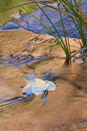 Picture of UTAH, ZION NP COTTONWOOD LEAVES IN PINE CREEK