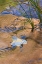 Picture of UTAH, ZION NP COTTONWOOD LEAVES IN PINE CREEK