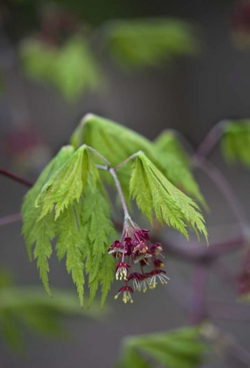 Picture of PENNSYLVANIA MAPLE LEAF OPENING IN SPRINGTIME