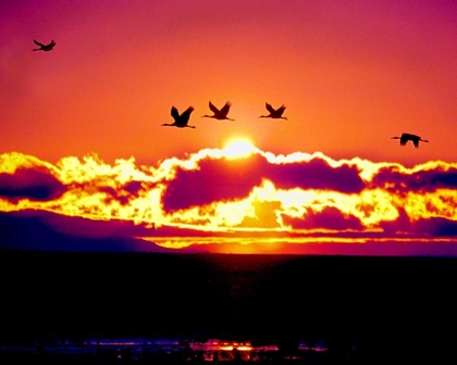 Picture of NEW MEXICO SANDHILL CRANES FLYING THROUGH SUNSET