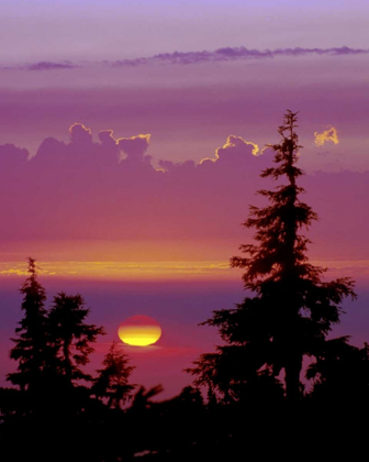 Picture of OREGON, MT HOOD PINE TREES SILHOUETTED BY SUNSET