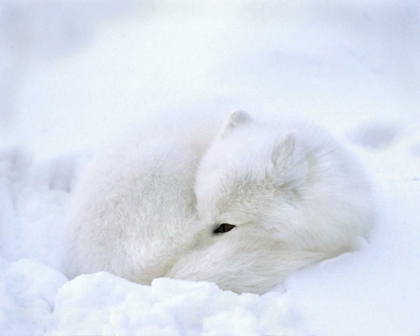 Picture of CANADA, CHURCHILL ARTIC FOX RESTS IN A SNOWDRIFT