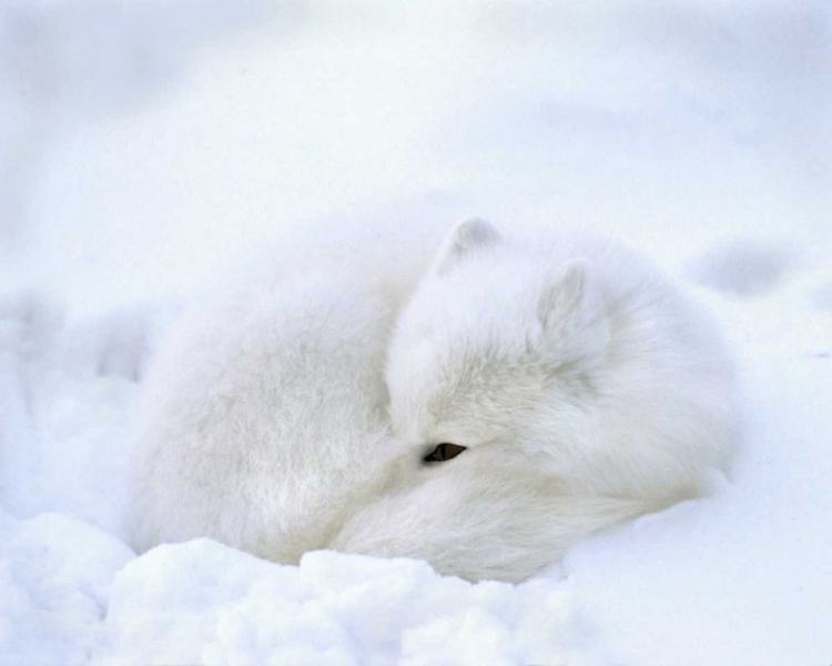 Picture of CANADA, CHURCHILL ARTIC FOX RESTS IN A SNOWDRIFT