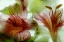 Picture of FLOWERS IN ICE