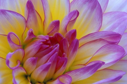 Picture of DAHLIA CLOSE-UP