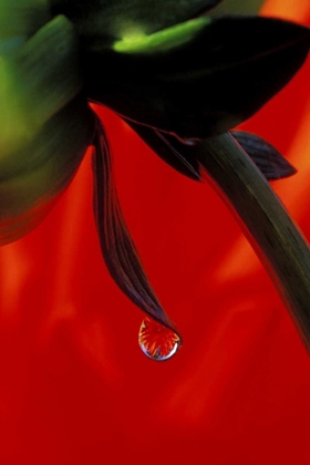 Picture of RED DAHLIA IN A DEW DROP