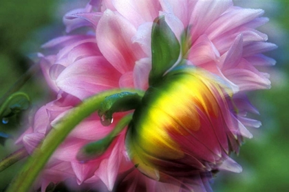 Picture of ABSTRACT OF DAHLIA AND BUD