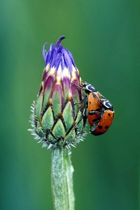 Picture of CLOSE-UP OF MATING LADYBUGS
