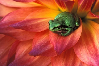 Picture of PACIFIC CHORUS FROG ON DAHLIA