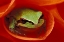 Picture of PACIFIC CHORUS FROG IN DAHLIA