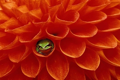 Picture of PACIFIC CHORUS FROG IN DAHLIA