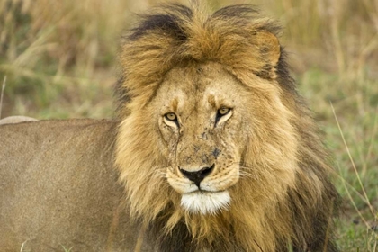 Picture of KENYA, MASAI MARA CLOSE-UP OF LION