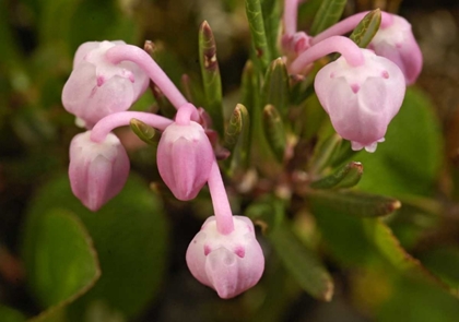 Picture of AK, ARCTIC NWR, BOG ROSEMARY FLOWERS