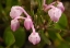 Picture of AK, ARCTIC NWR, BOG ROSEMARY FLOWERS