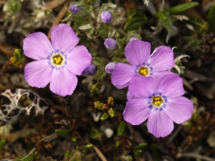 Picture of AK, ARCTIC NWR, SIBERIAN FLOX FLOWERS