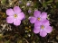 Picture of AK, ARCTIC NWR, SIBERIAN FLOX FLOWERS