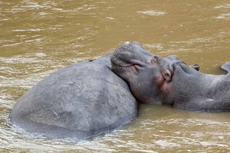 Picture of KENYA, MASAI MARA HIPPOPOTAMUS RESTING