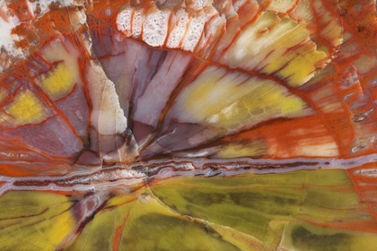 Picture of USA, ARIZONA CLOSE-UP OF PETRIFIED WOOD