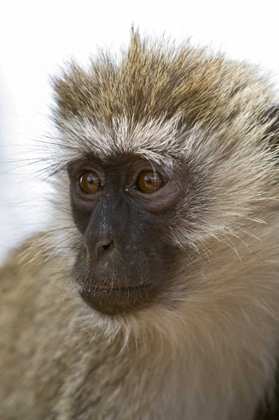 Picture of TANZANIA, LAKE MANYARA NP VERVET MONKEY