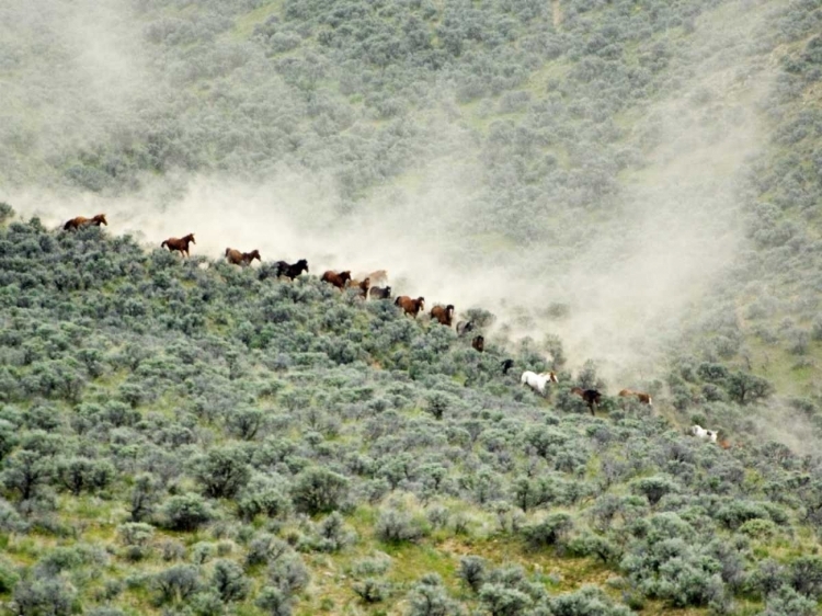 Picture of WA, MALAGA, RUNNING HORSES STIRRING DUST