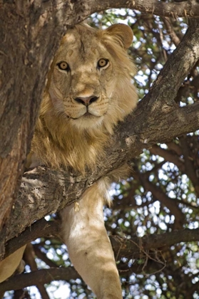 Picture of TANZANIA, LAKE MANYARA NP LION IN A TREE